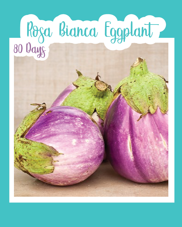 Rosa Bianca Eggplant