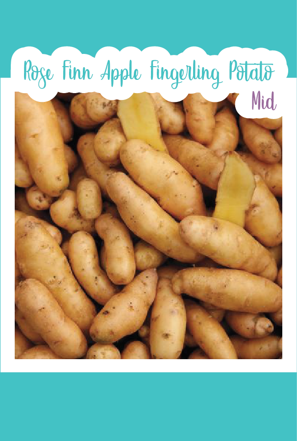rose finn apple seed potatoes Organic Rose Finn Apple Fingerling Seed Potato (Mid)