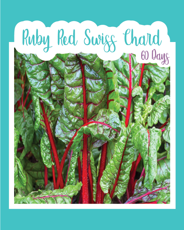 Ruby Red Swiss Chard