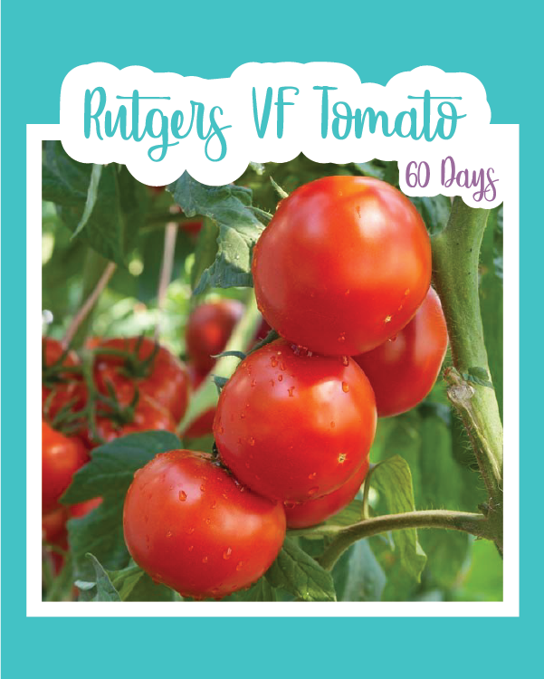 Rutgers VF Tomato