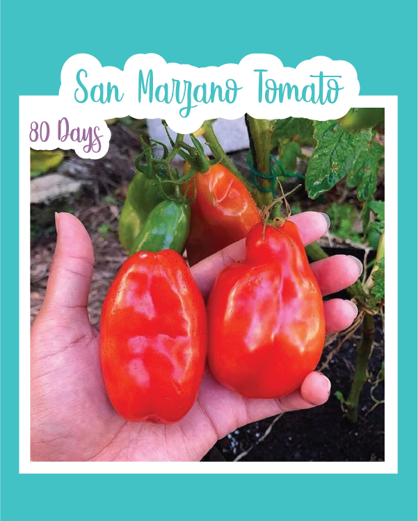 San Marzano Tomato