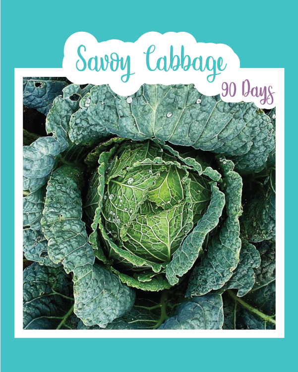 Savoy Cabbage