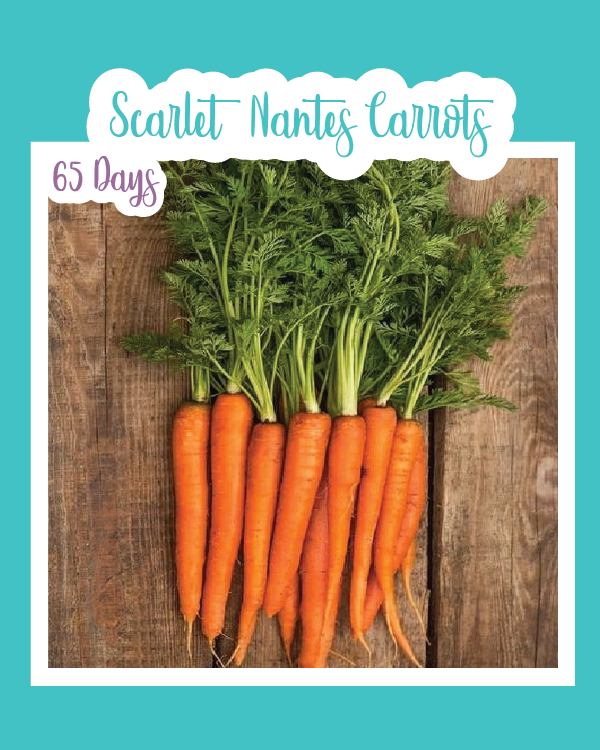 Scarlet Nantes Carrot