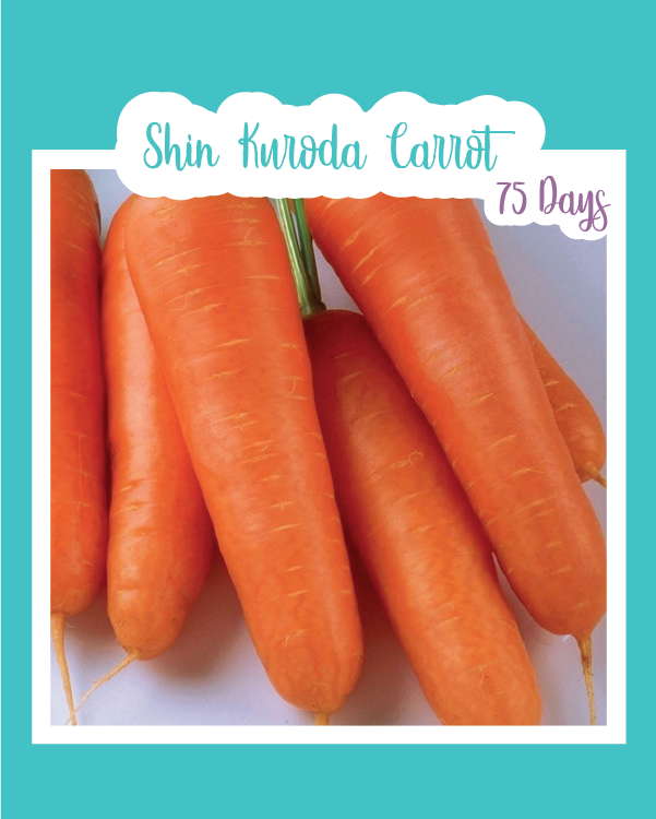 Shin Kuroda Carrot