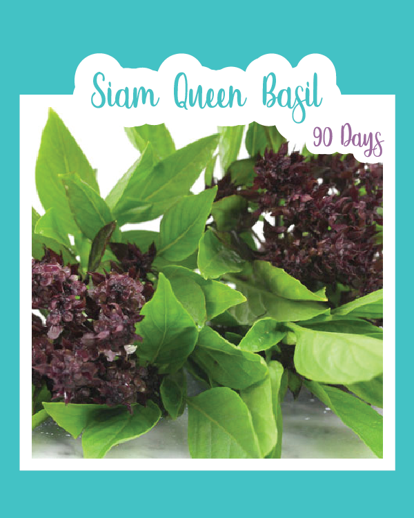 Siam Queen Basil