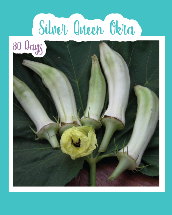 Silver Queen Okra