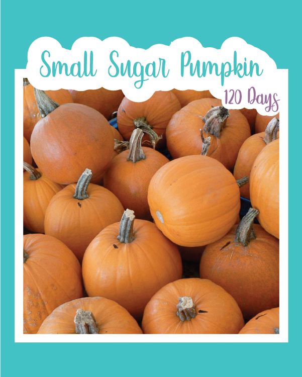 Small Sugar Pumpkin