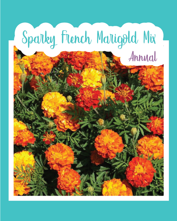 marigold french sparky seeds Sparky French Marigold Mix
