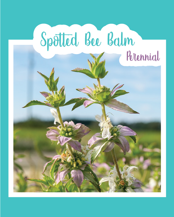 Spotted Bee Balm