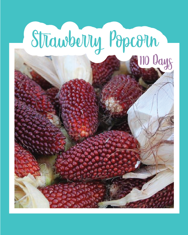 strawberry popcorn seeds Strawberry Pop Corn