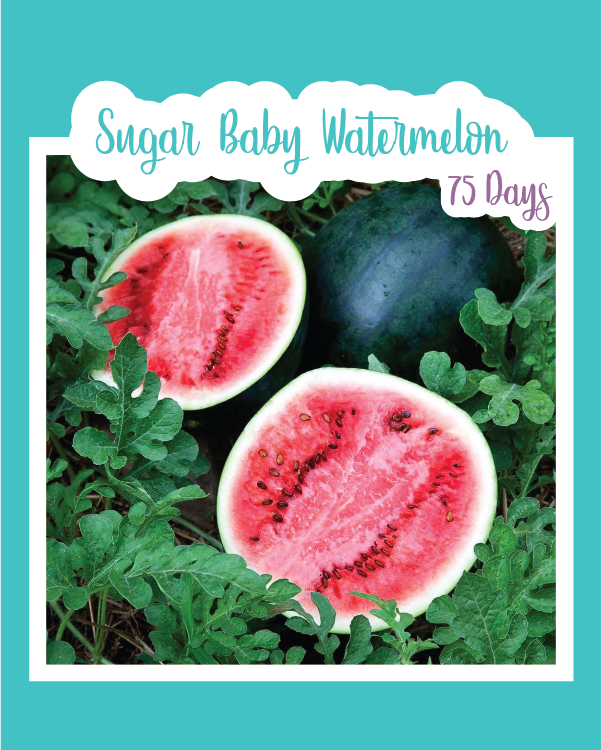 Sugar Baby Watermelon