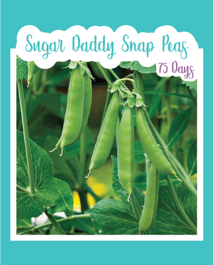 Sugar Daddy Snap Pea