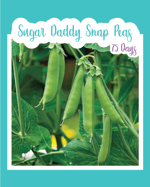 Sugar Daddy Snap Pea