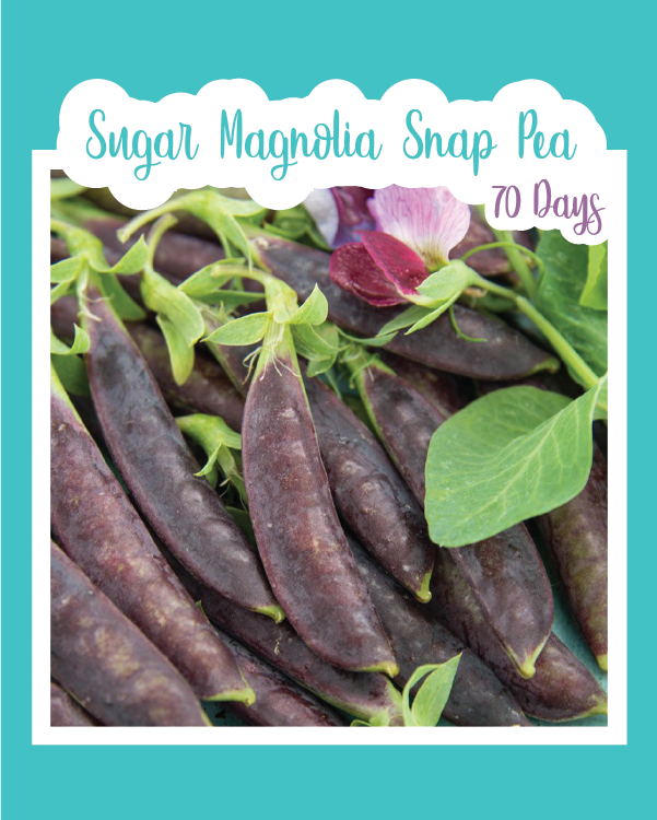 Sugar Magnolia Snap Pea