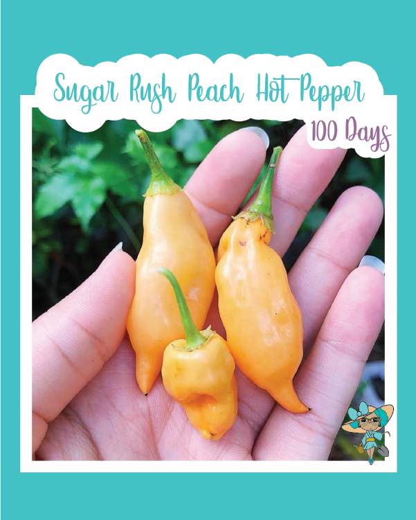 Sugar Rush Peach Hot Pepper