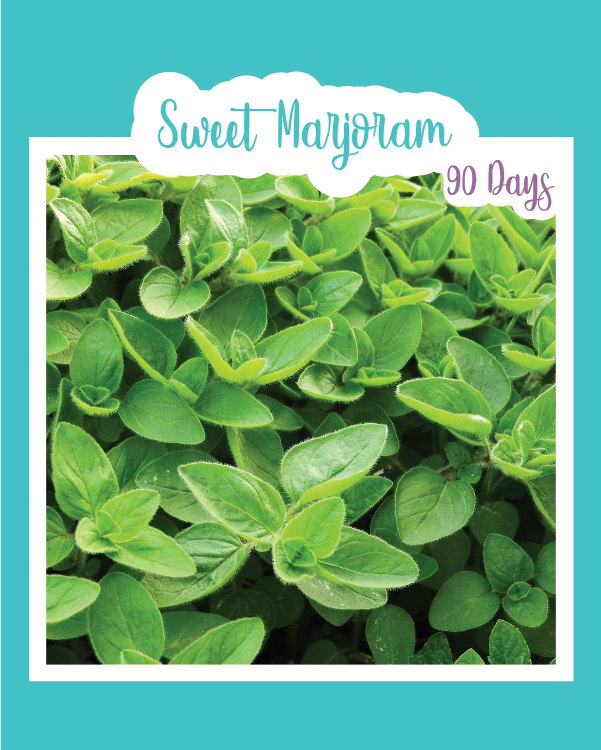 Sweet Marjoram