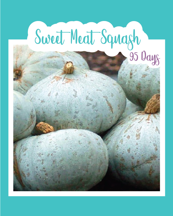 Sweet Meat Winter Squash