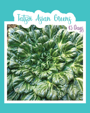 Tatsoi Asian Greens