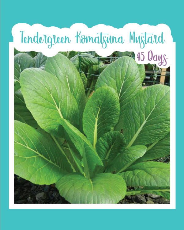 Tendergreen Komatsuna Mustard-Spinach