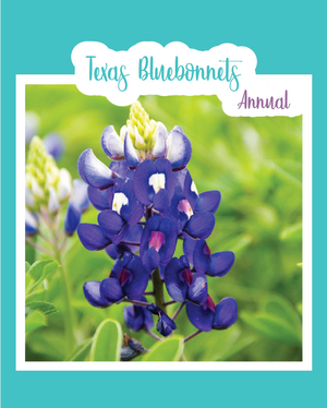 Texas Blue Bonnets