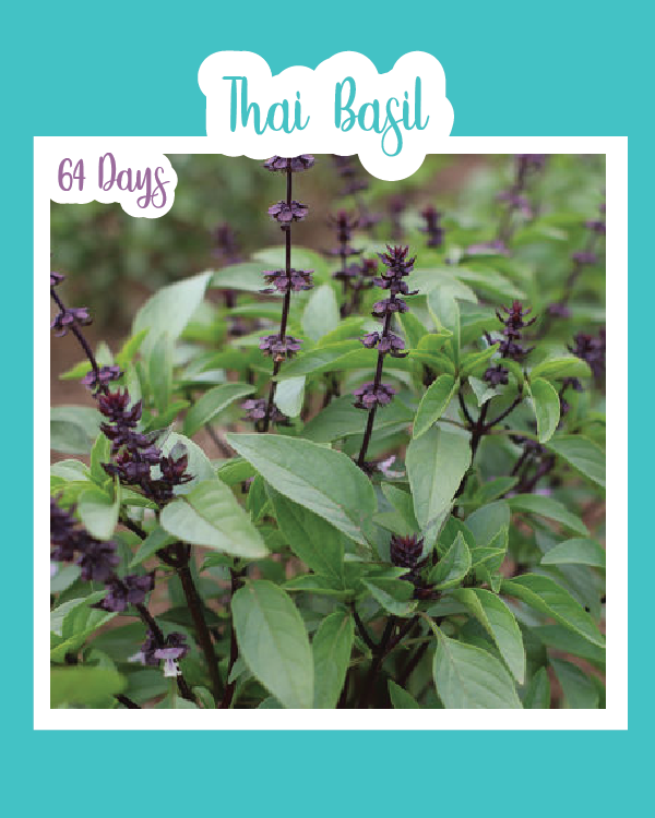 Thai Basil