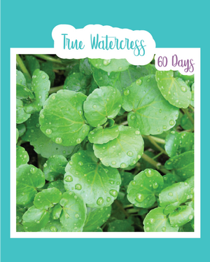 True Watercress