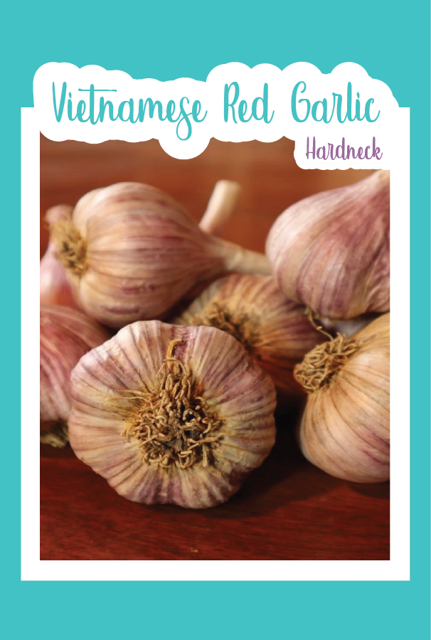 Organic Vietnamese Red Garlic (Hardneck)