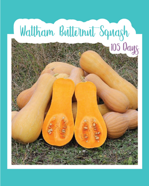 Waltham Butternut Squash