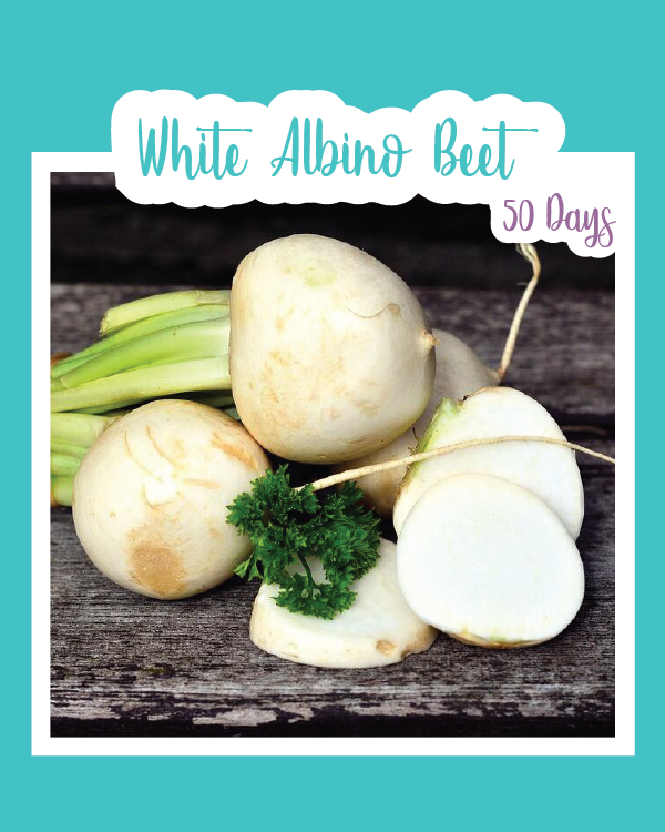 White Albino Beets