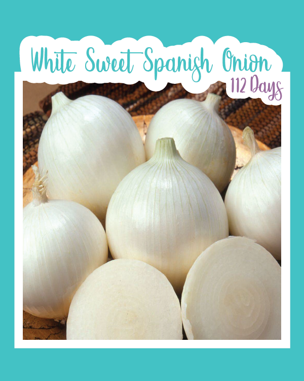 White Sweet Spanish Onion