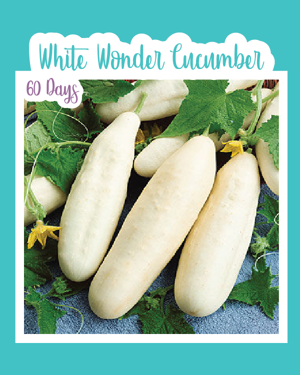 White Wonder Cucumber