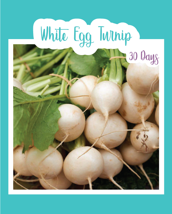 White Egg Turnip