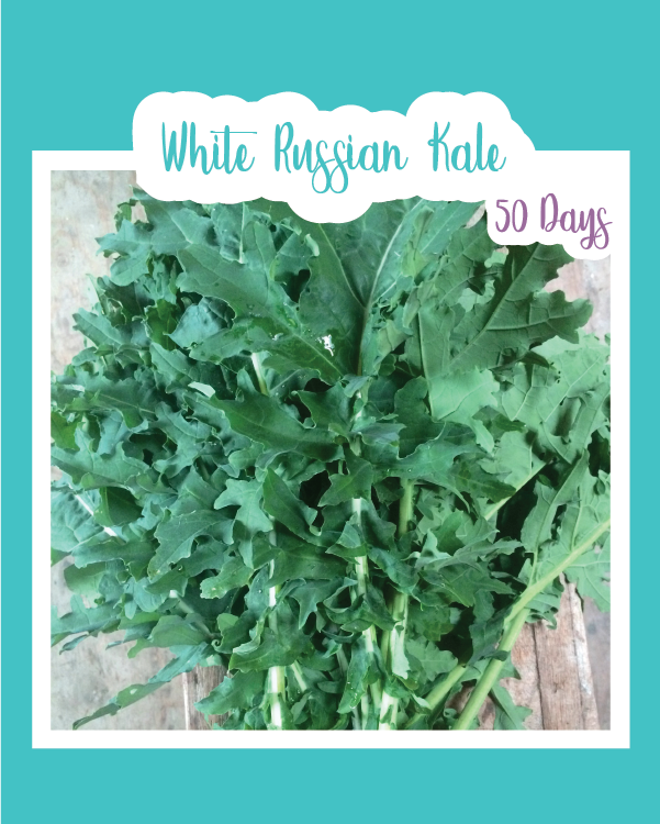 White Russian Kale