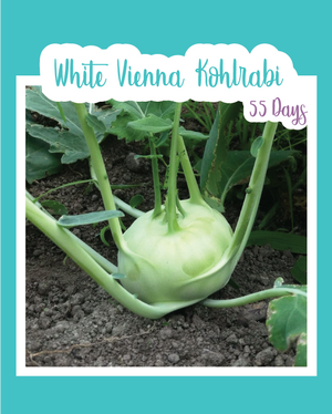 White Vienna Kohlrabi