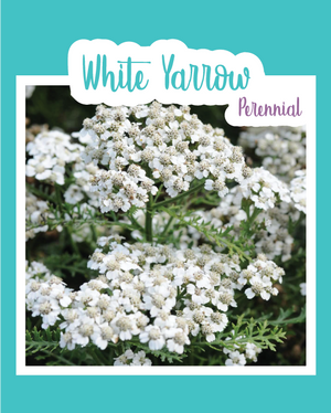 White Yarrow