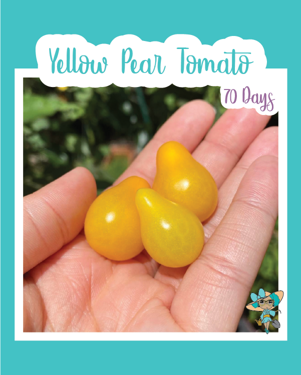 Yellow Pear Tomato